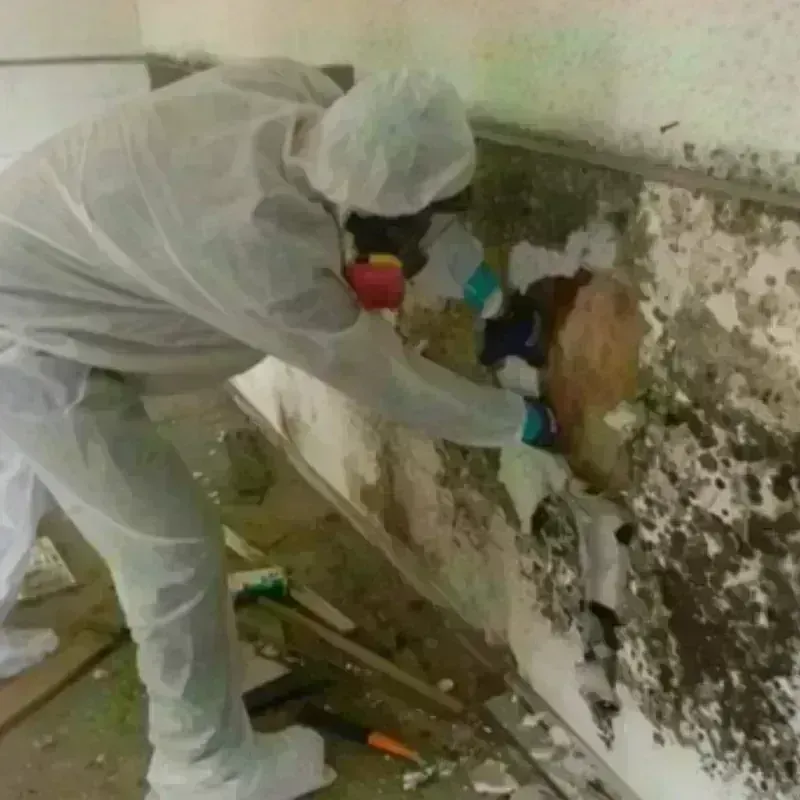 Mold Remediation and Removal in Racine County, WI